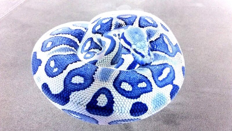 Blue and White Snake — Calm