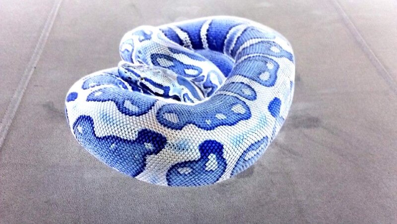 Blue and White Snake