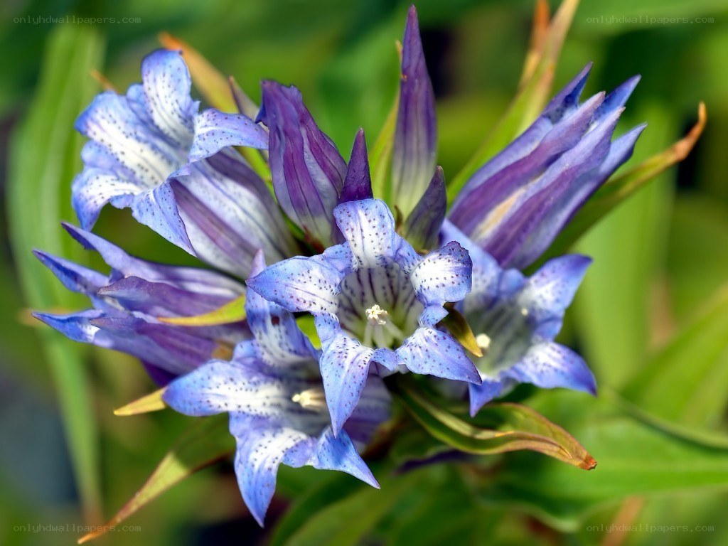 blue and white spotted flowers