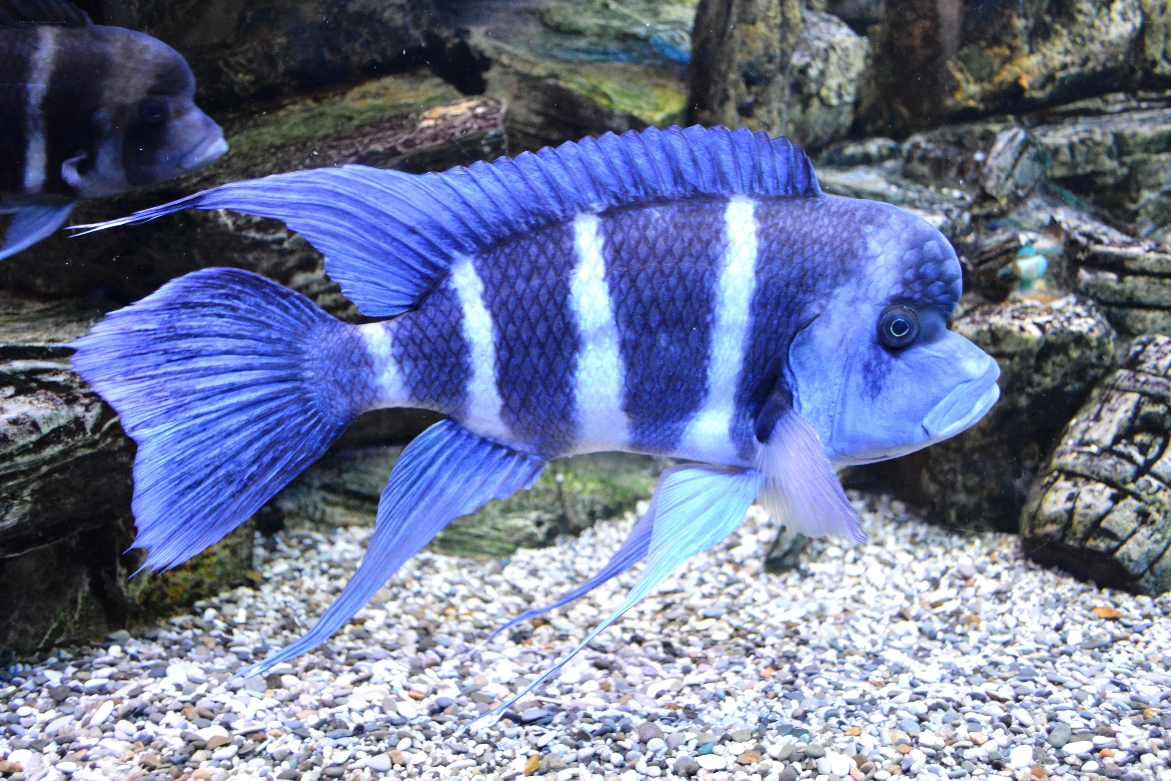 blue and white striped fish