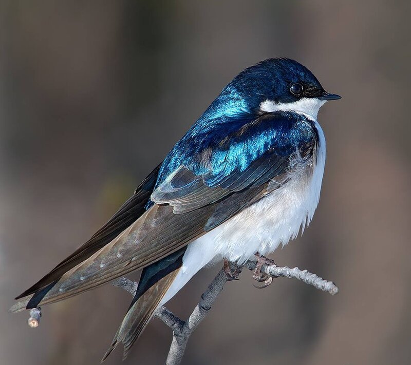 Blue-and-white Swallow — Blue, Calm, Photograph, Bird