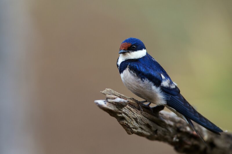Blue-and-white Swallow — Blue, Calm, Photograph, Branch