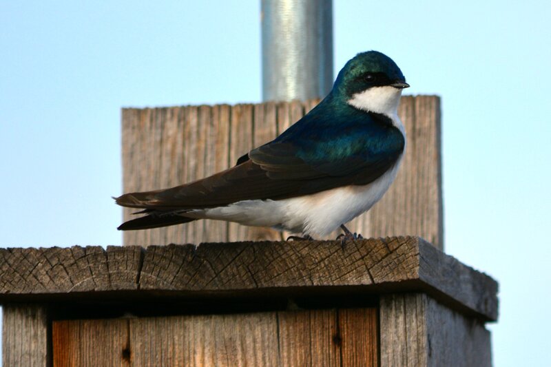Blue-and-white Swallow — Blue, Calm