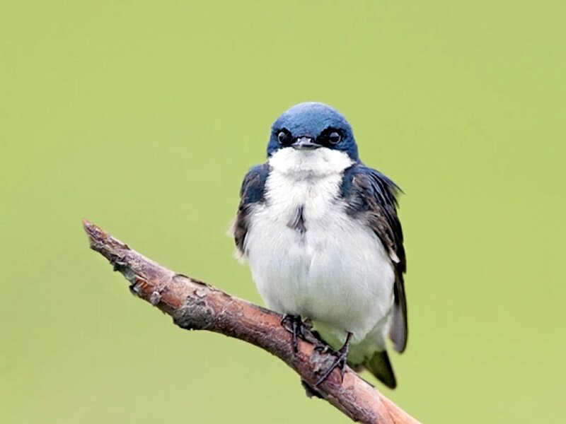 Blue-and-white Swallow — Blue