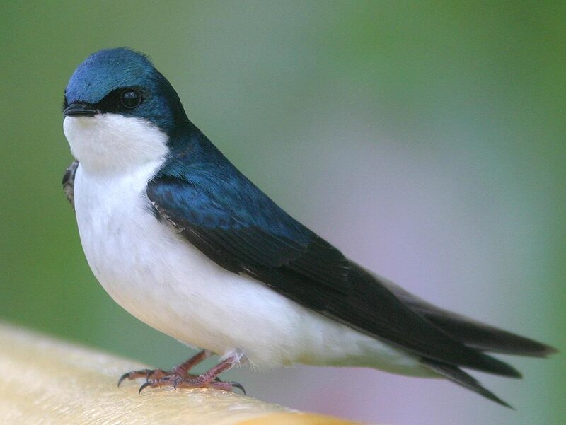 blue-and-white swallow perched