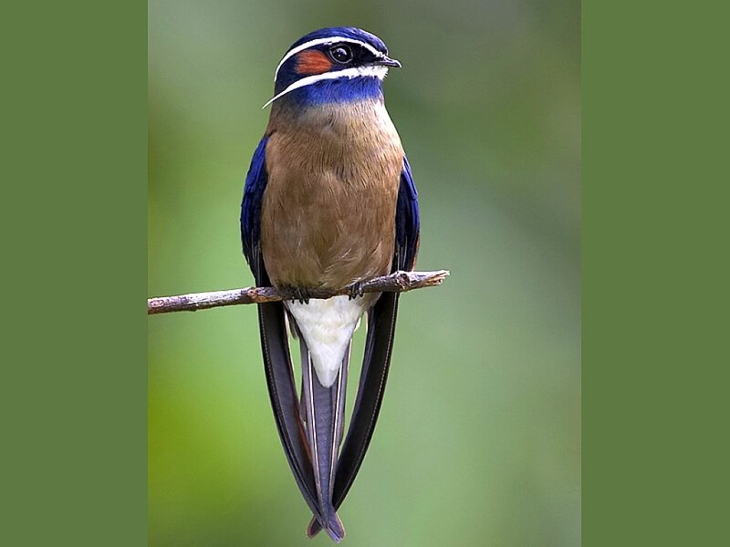 Blue-and-white Swallow
