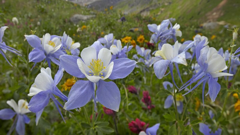 blue and white wildflowers in a meadow