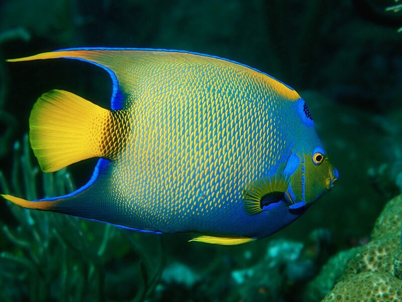 blue and yellow angelfish