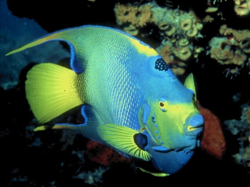 blue and yellow angelfish