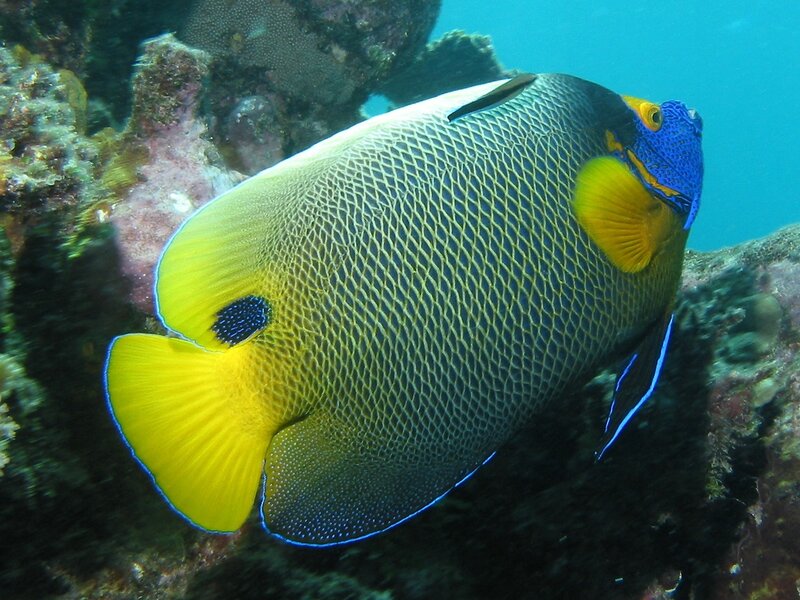 Blue-and-yellow Angelfish — Blue