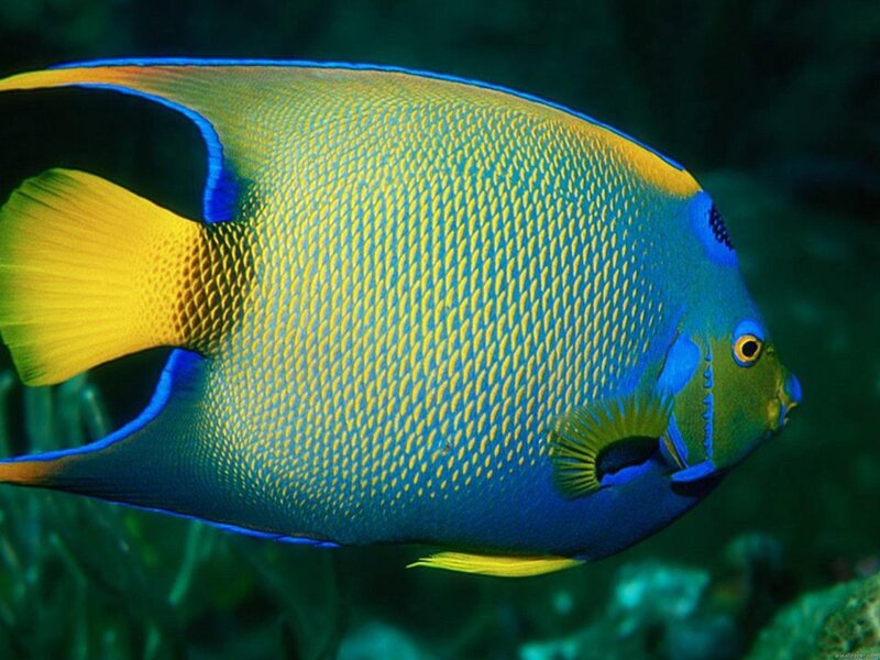 Blue and Yellow Angelfish — Calm