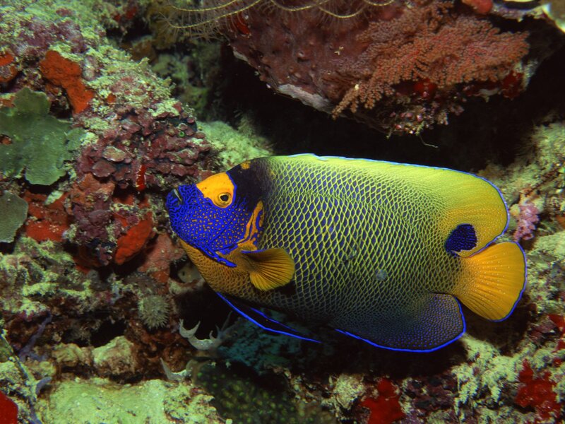 Blue and Yellow Angelfish — Serene