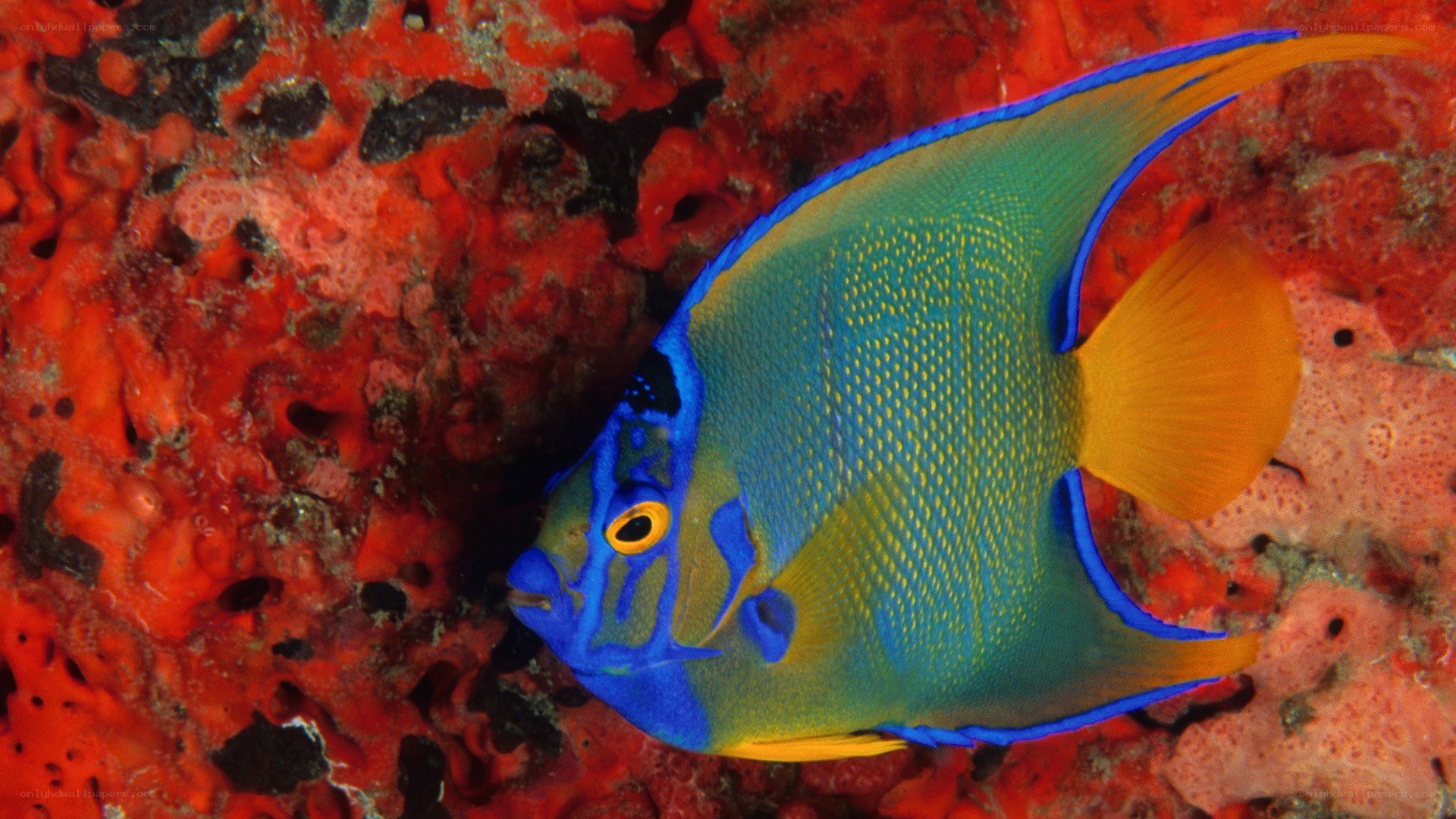 blue and yellow angelfish