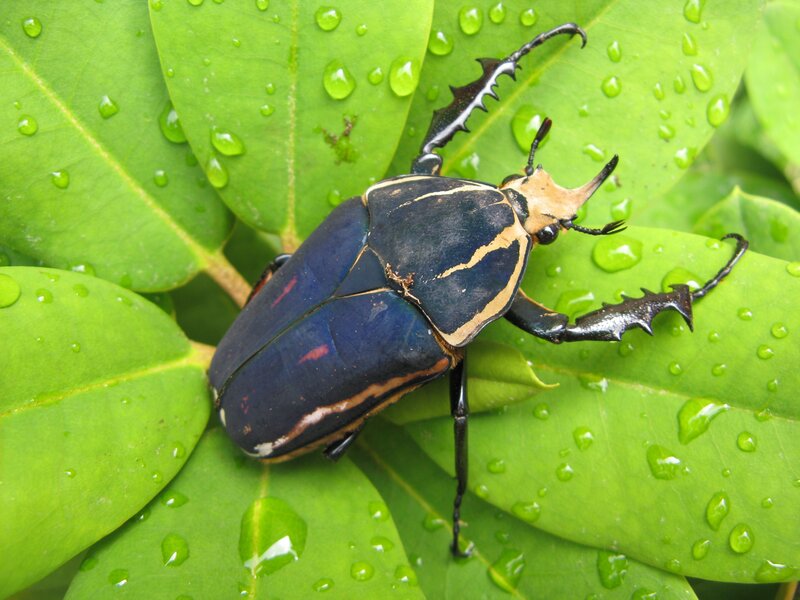 Blue and Yellow Beetle — Green