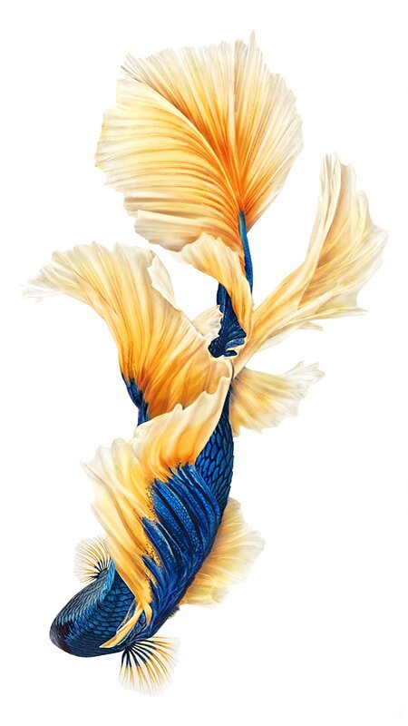 Blue and Yellow Betta Fish