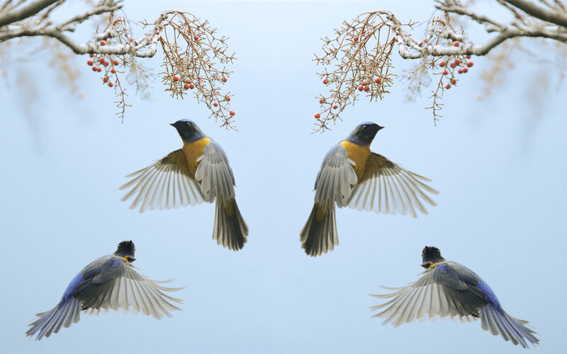 Blue-and-yellow Bird in Flight
