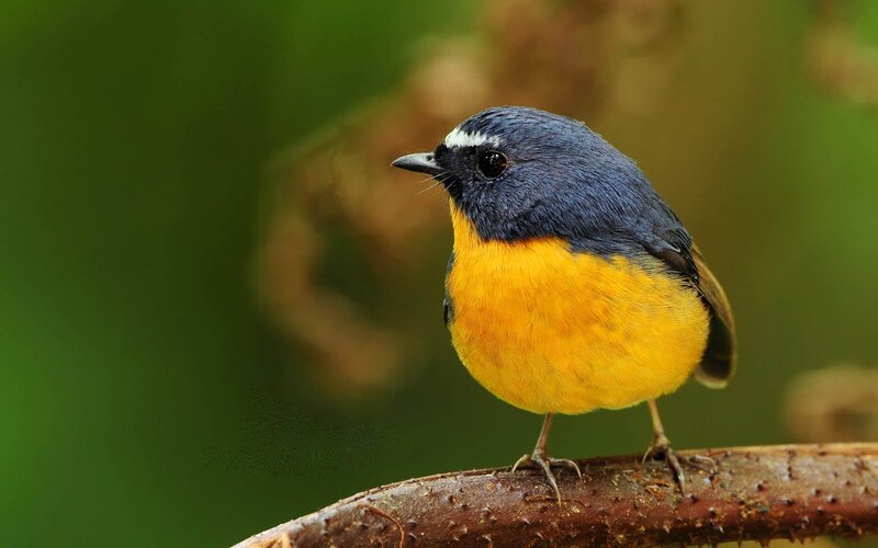 blue-and-yellow bird on branch
