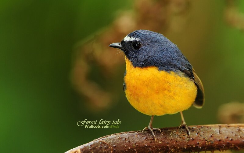 blue-and-yellow bird on branch