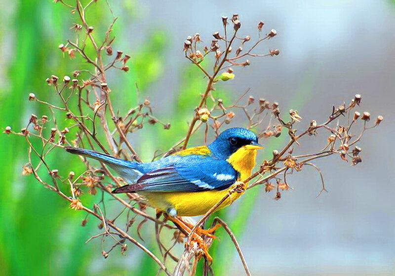 Blue-and-yellow Bird