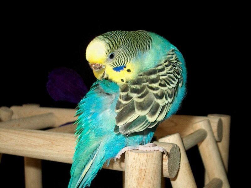 Blue and Yellow Budgerigar