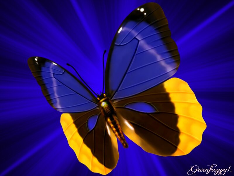 Blue and Yellow Butterfly — Dramatic