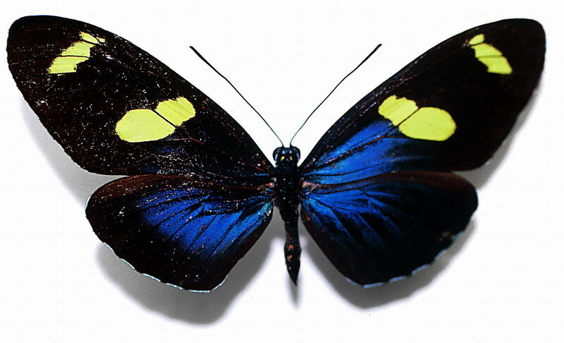 blue and yellow butterfly