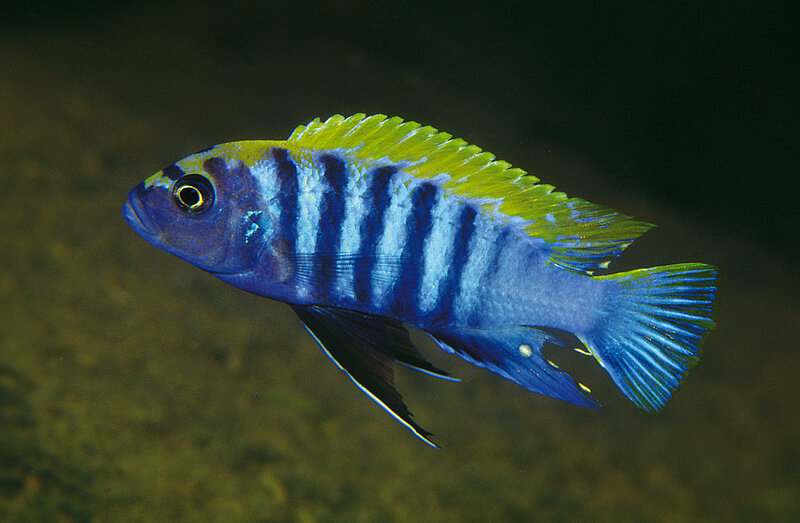 blue and yellow cichlid fish