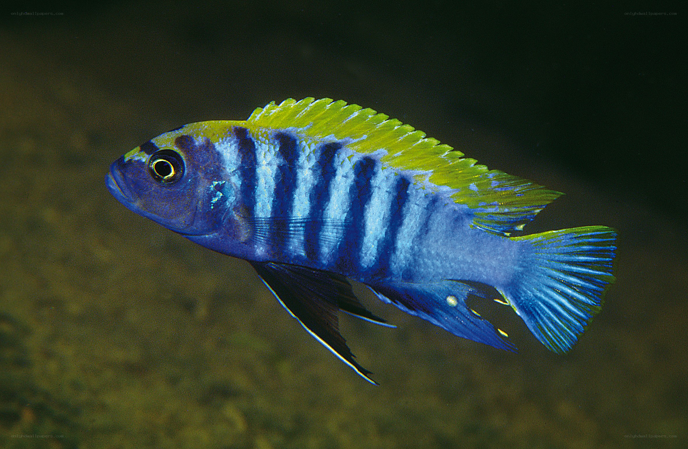 blue and yellow cichlid fish