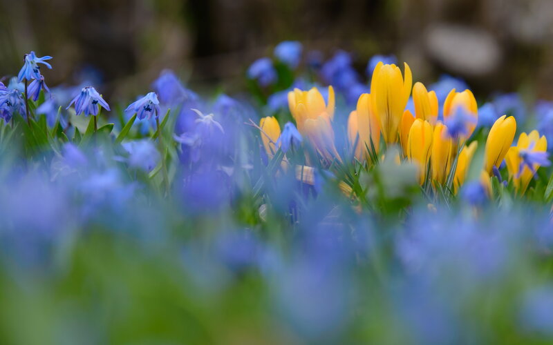 Blue and Yellow Crocuses