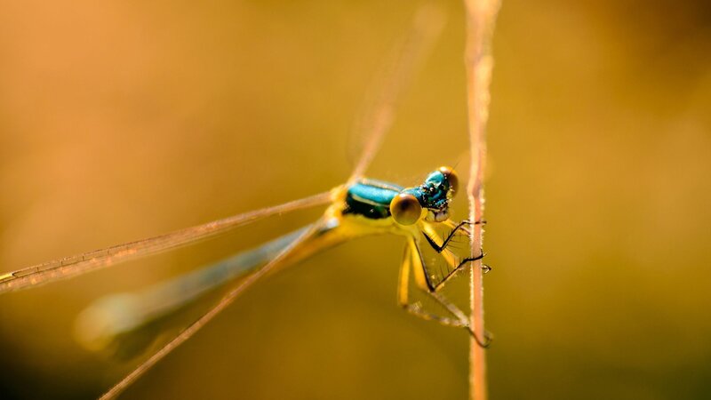 Blue and Yellow Damselfly — Calm