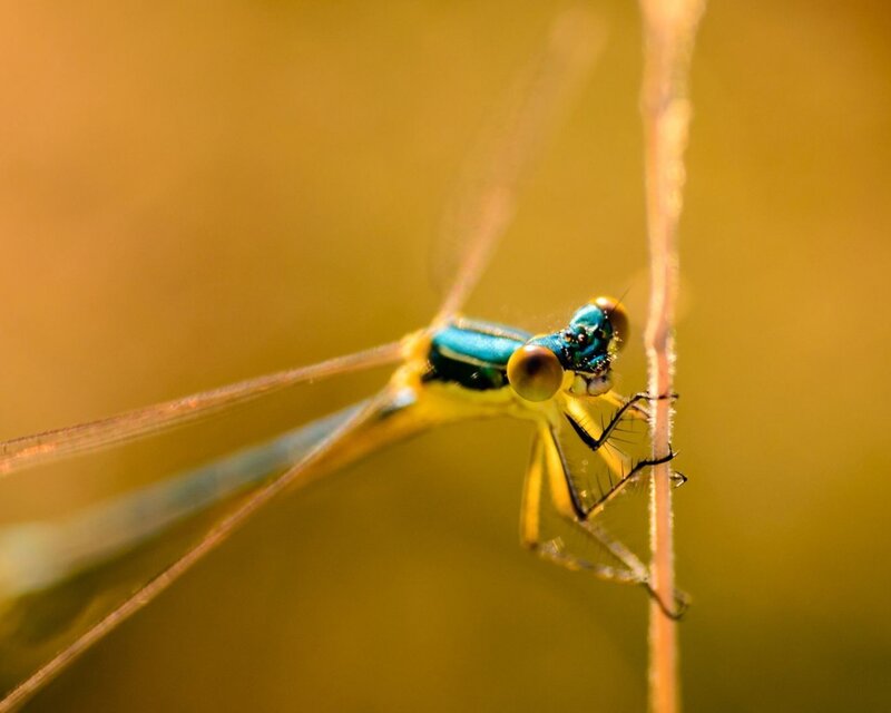 Blue and Yellow Damselfly