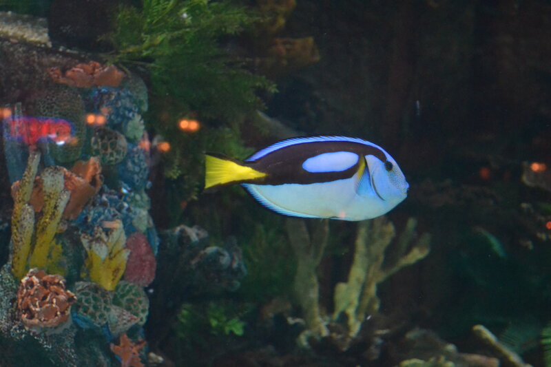 Blue and Yellow Fish — Calm, Photograph, Coral