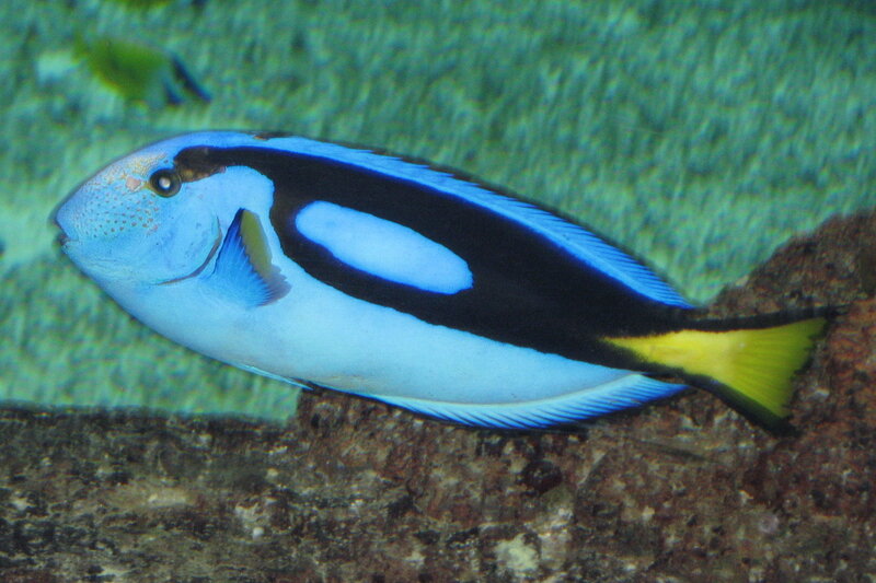 Blue and Yellow Fish — Calm, Photograph
