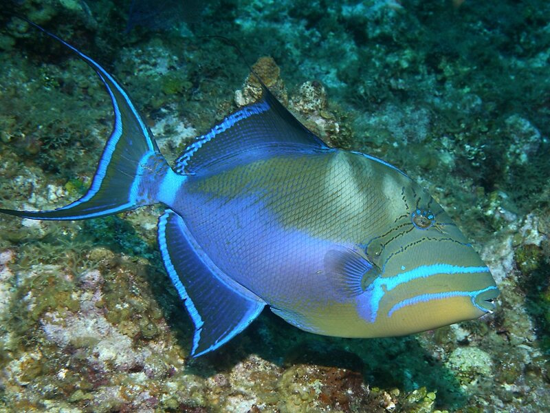 Blue and Yellow Fish — Calm