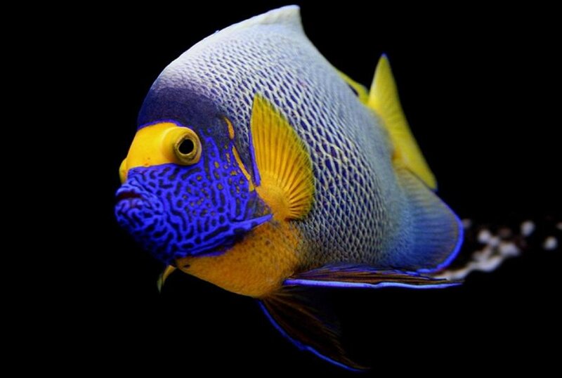 Blue and Yellow Fish — Dramatic