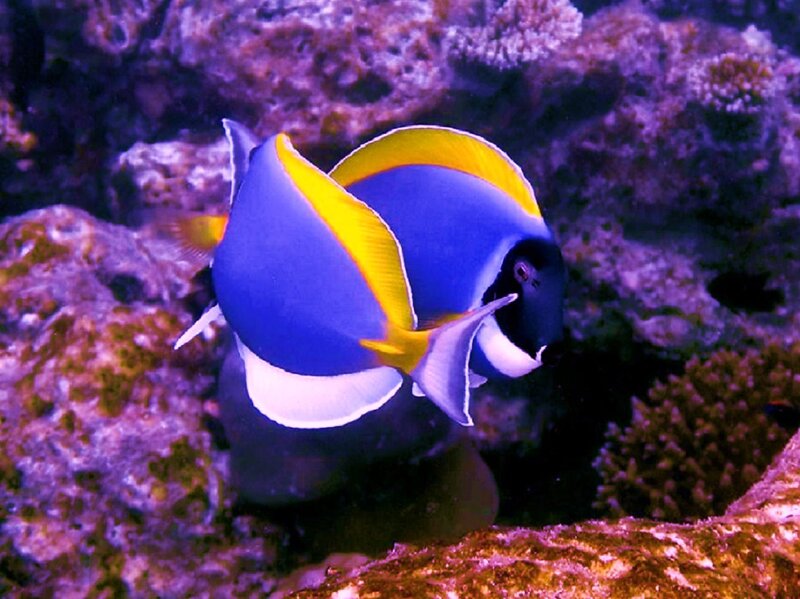 Blue and yellow fish in coral reef