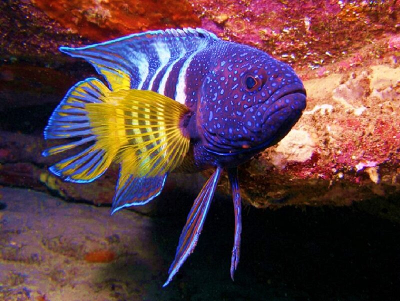 blue and yellow fish in coral
