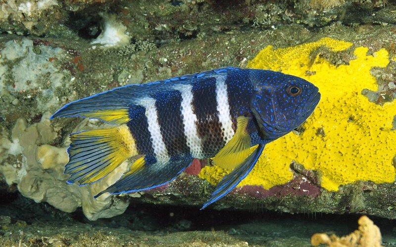 Blue and Yellow Fish — Natural, Photograph