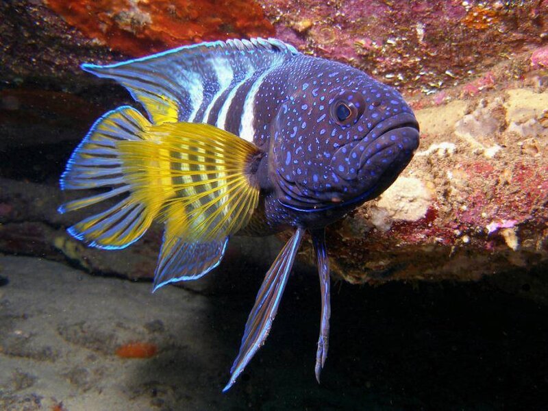 blue and yellow fish near coral
