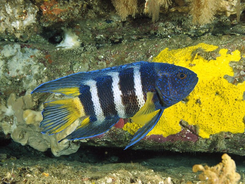 blue and yellow fish on coral reef