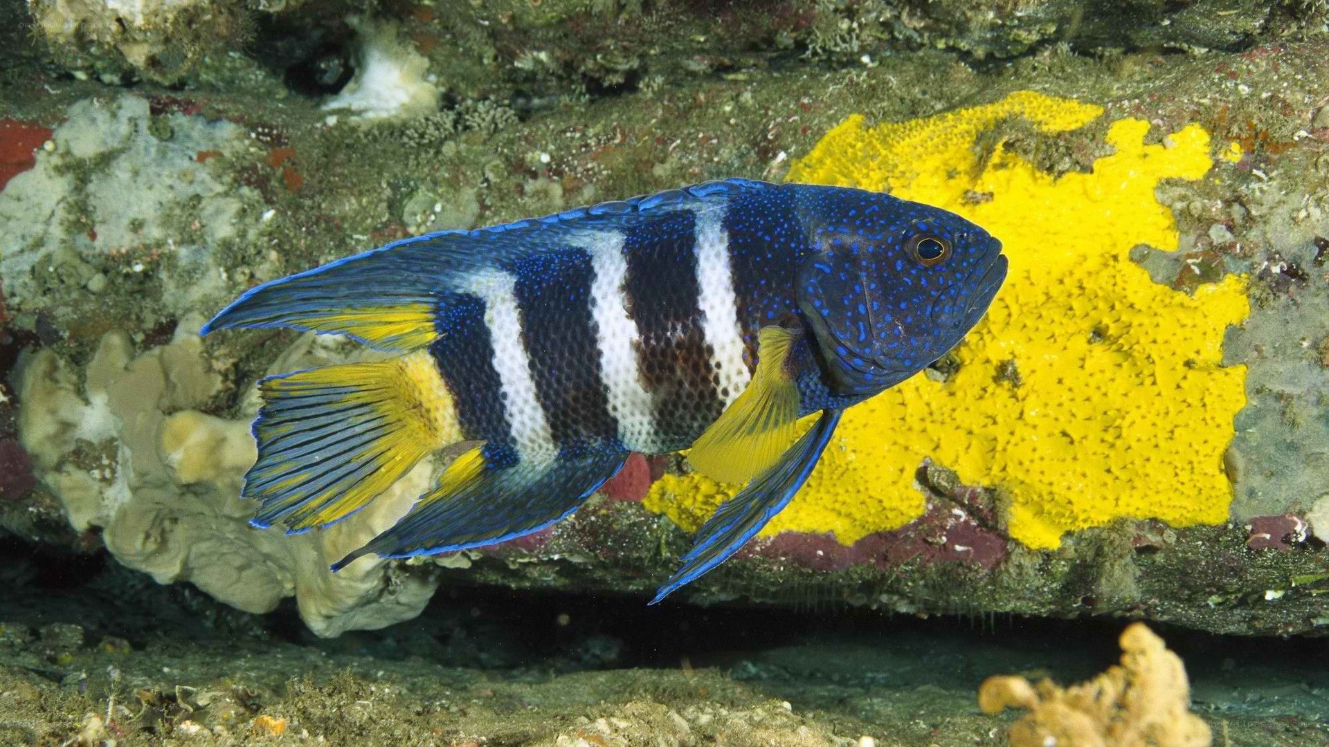 blue and yellow fish on reef
