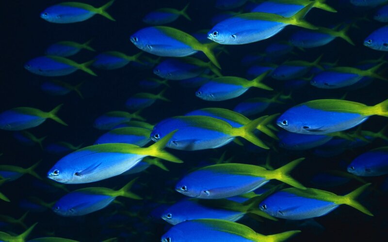 Blue and Yellow Fish — Serene, Night