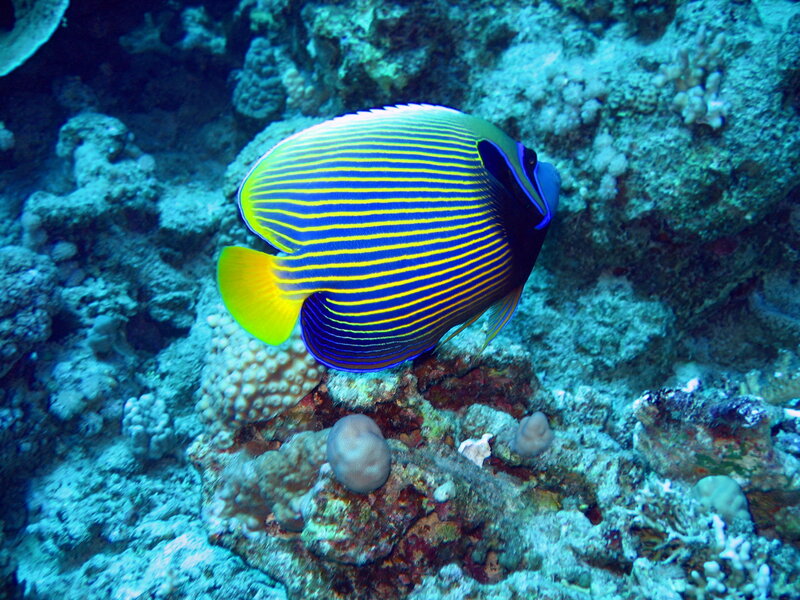 Blue and Yellow Fish — Serene, Photograph