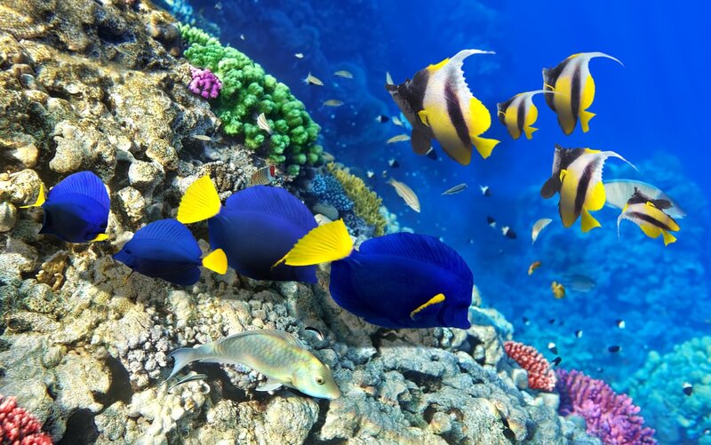 Blue and Yellow Fish — Vibrant, Photograph