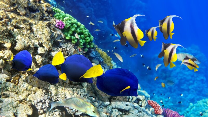 Blue and Yellow Fish — Vibrant