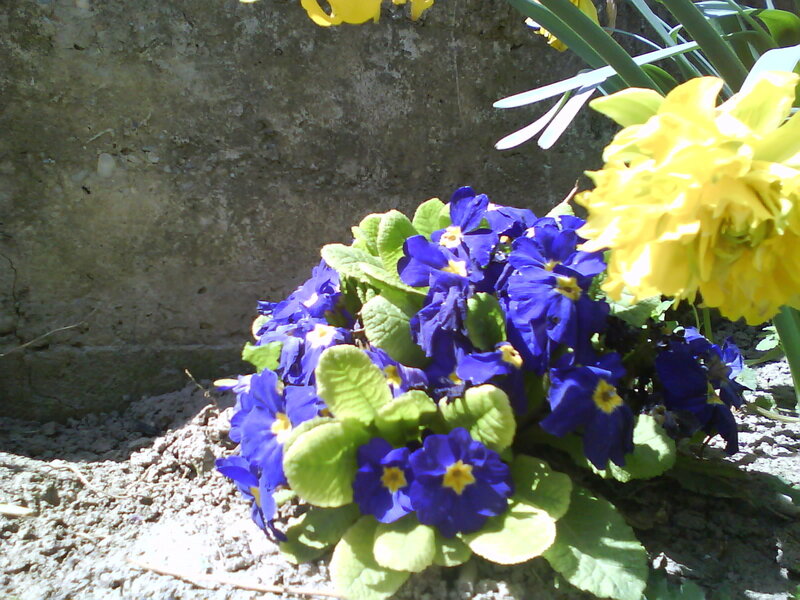 Blue and Yellow Flowers — Calm, Spring