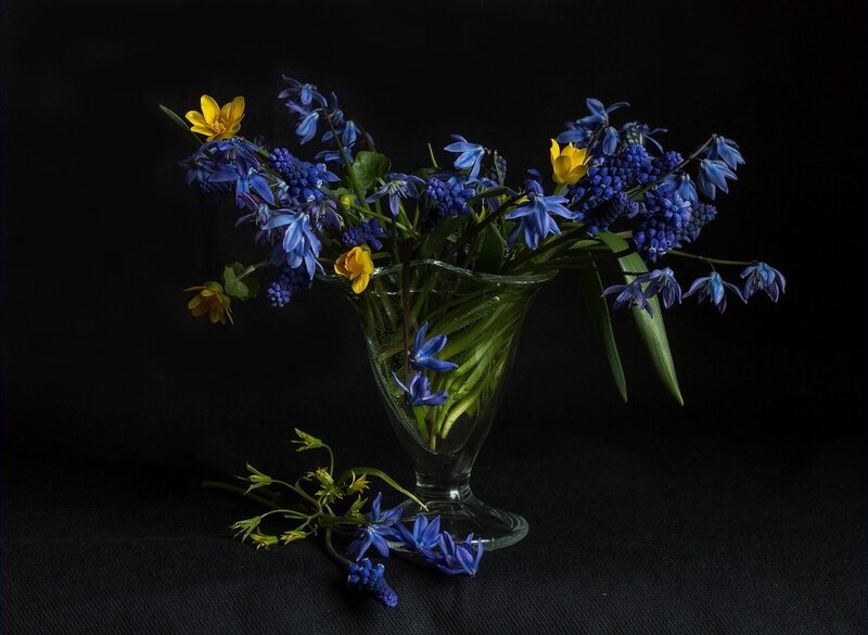 Blue and Yellow Flowers — Dramatic, Photograph