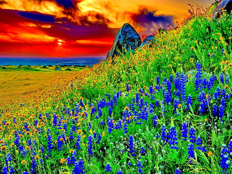 Blue and Yellow Flowers — Dramatic, Sunset, Photograph