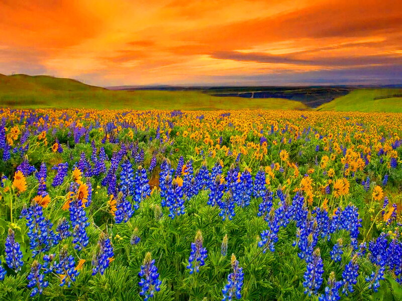 Blue and Yellow Flowers — Dramatic, Sunset