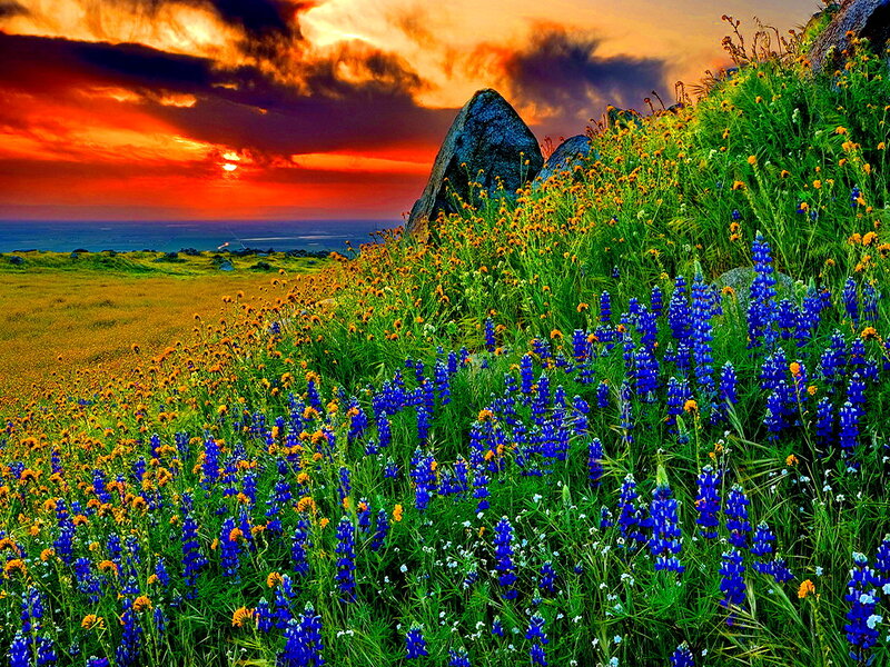 Blue and Yellow Flowers — Dramatic